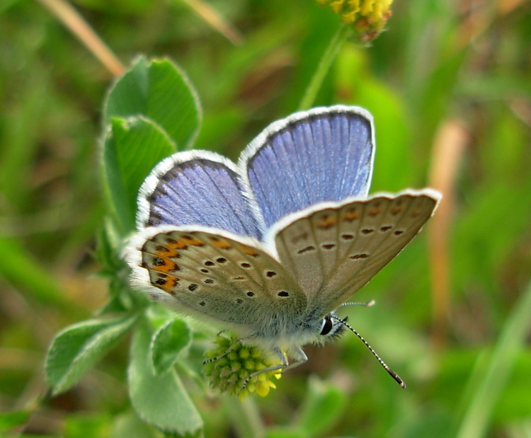 femmina di Plebejus argus, idas o argyrognomon ?